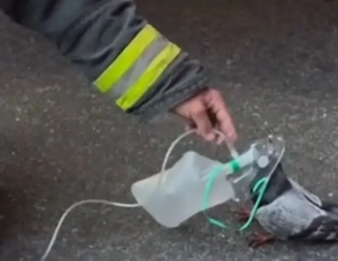 Gesto dos bombeiros foi elogiado por internautas