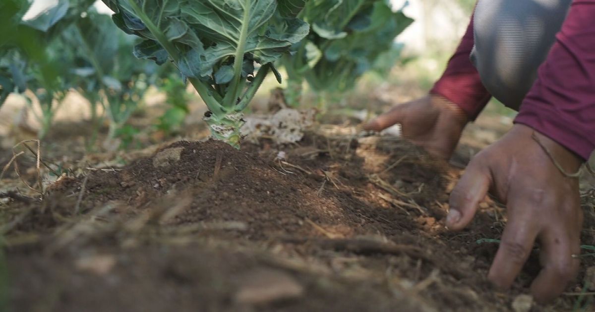 Mulheres, mudanças climáticas e seguro: conheça as prioridades do Pronaf Mulheres, mudanças climáticas e seguro: conheça as prioridades do Pronaf