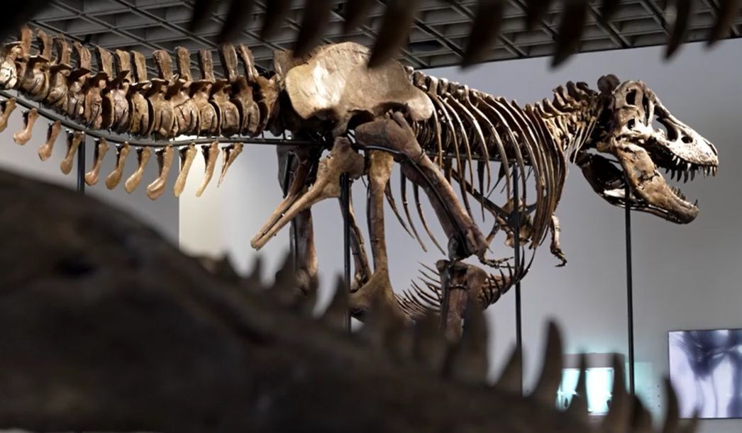 Esqueleto de T. rex de 67 milhões de anos vai a leilão por até US$ 30 mi Esqueleto de T. rex de 67 milhões de anos vai a leilão por até US$ 30 mi