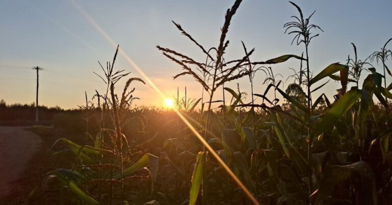 Safra 2026/27 deve impor novo teste de rentabilidade ao agro, diz Itaú BBA