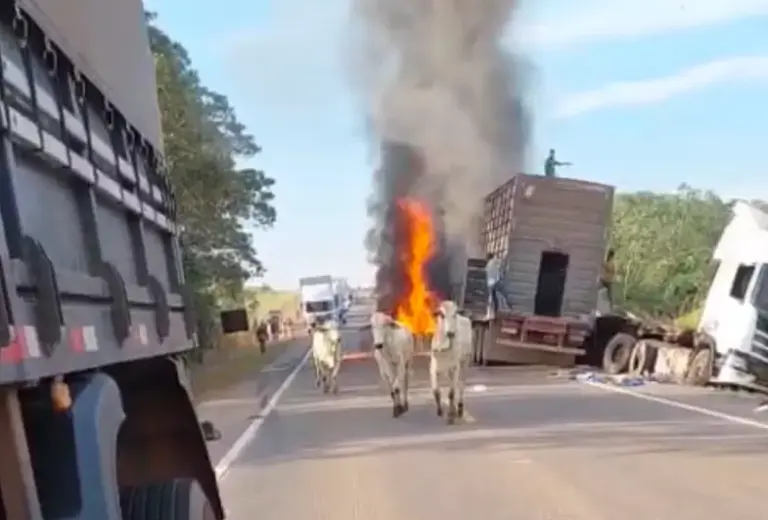 Batida entre carretas bloqueia a BR-364 após carga de gado invadir a pista
