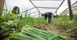 Plácido abre compra de alimentos produzidos por agricultores locais