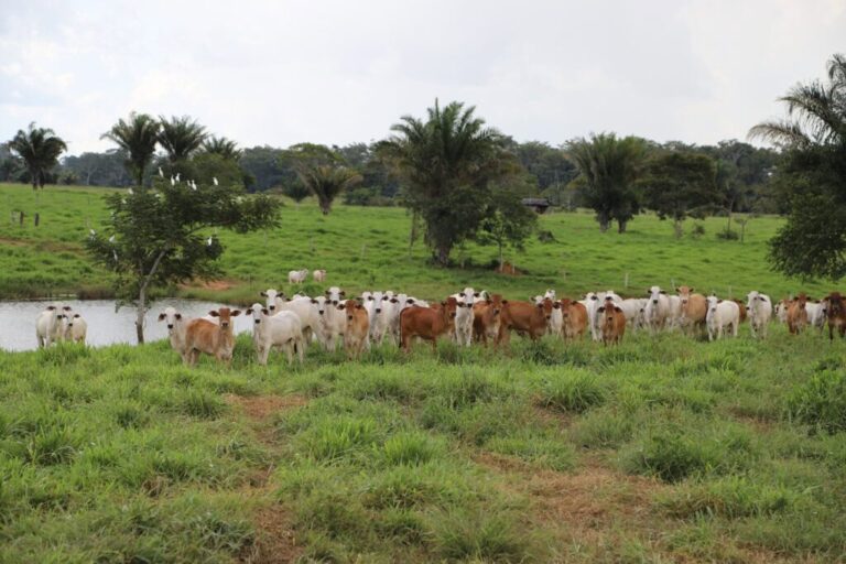 Acre institui plano para reduzir 7,9 milhões de toneladas de carbono até 2030