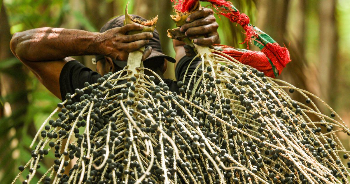BNDES destina R$ 116 milhões do Fundo Clima para SAF em Roraima BNDES destina R$ 116 milhões do Fundo Clima para SAF em Roraima