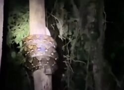 Anaconda gigante é flagrada escalando árvore; vídeo impressiona