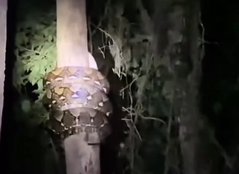 Anaconda gigante é flagrada escalando árvore; vídeo impressiona