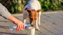 Acre sanciona novas leis de proteção para cães e gatos em situação de rua
