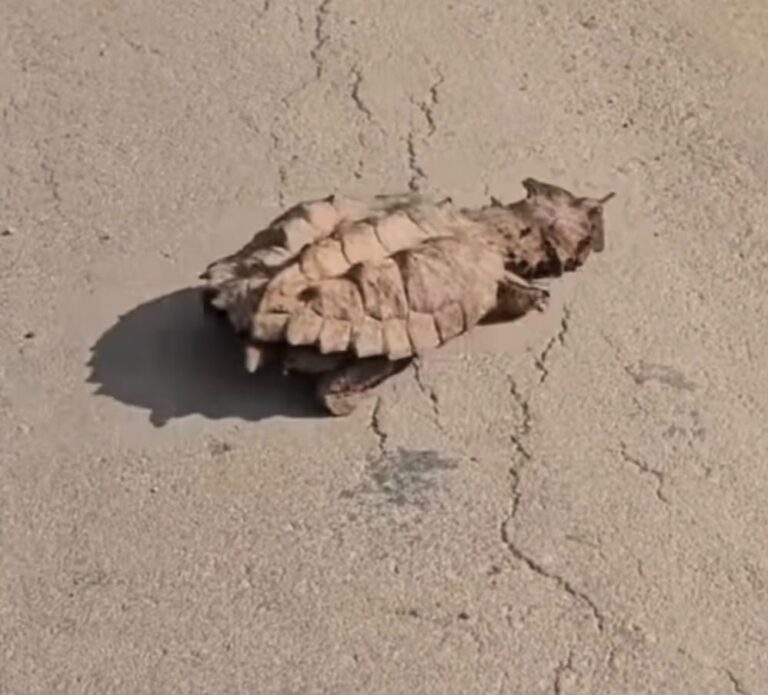 Animal de aparência curiosa surpreende motoristas na BR-364