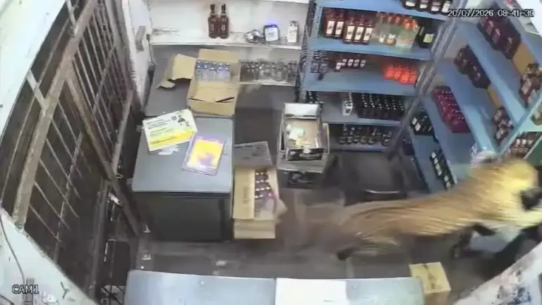 Vídeo: Leopardo pula sobre balcão e ataca comerciante na Índia