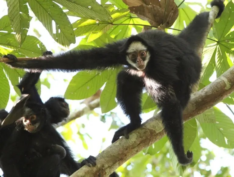 Doença humana é detectada em macacos na Amazônia e acende alerta