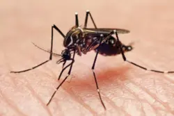 Anvisa autoriza nova empresa a produzir mosquitos com bactéria contra a dengue