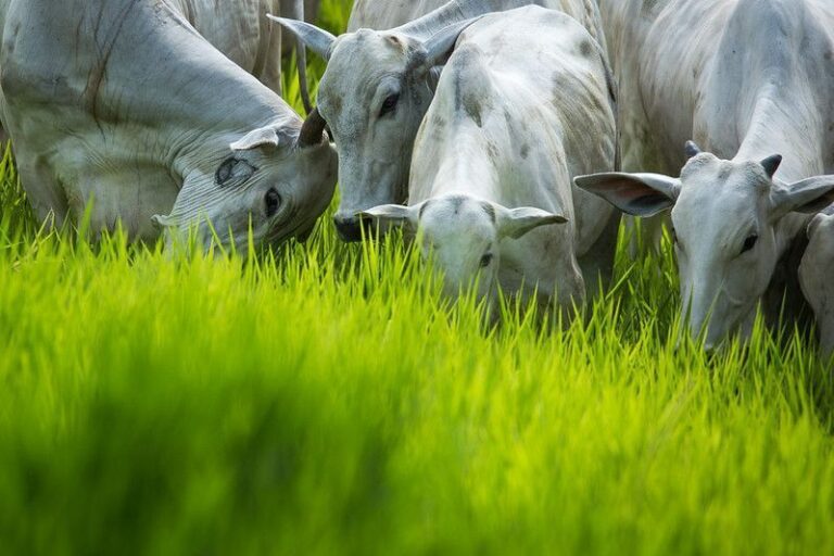 Entidades da pecuária se opõem às exigências da UE sobre antimicrobianos