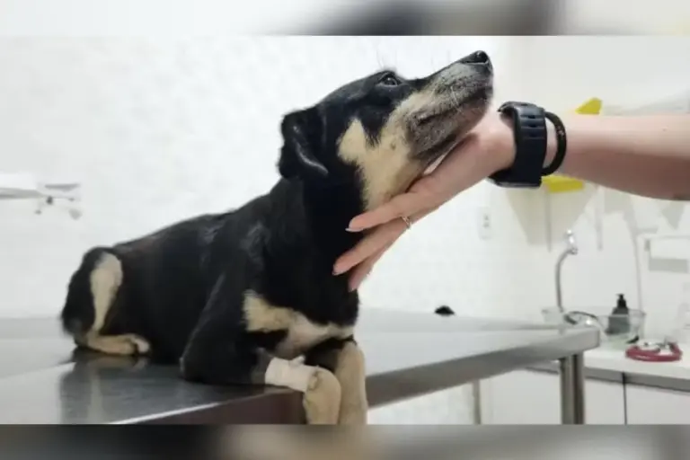 MP denuncia mulher que enterrou cadela prenha viva em Santa Catarina