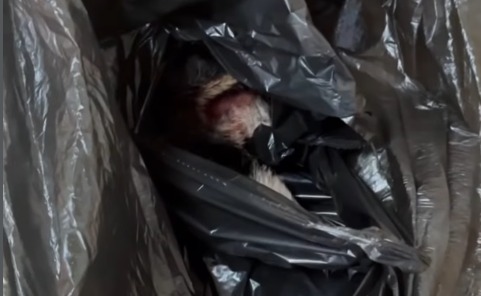 Vereadora denuncia ameaça após receber animal morto em encomenda Vereadora denuncia ameaça após receber animal morto em encomenda