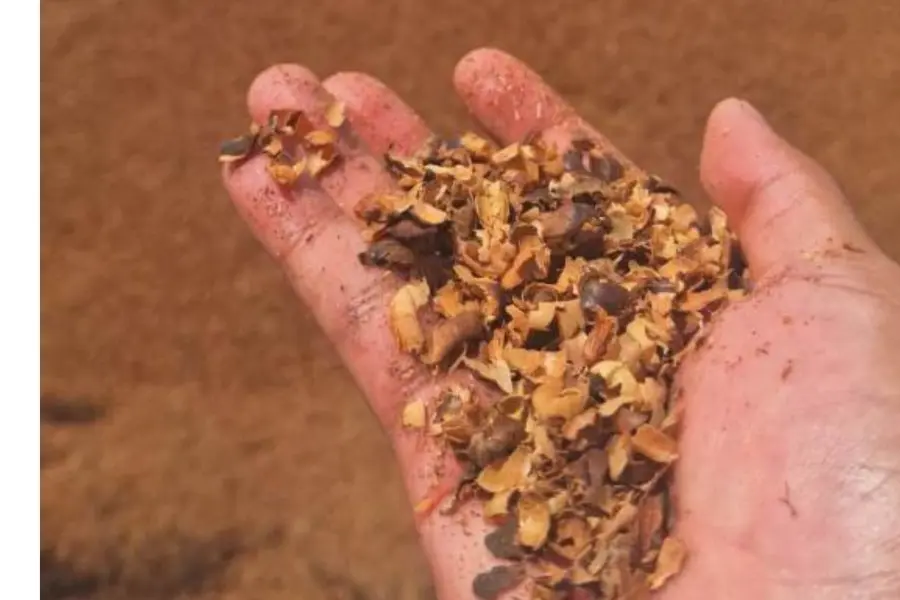 Embrapa testa palha de café para substituir adubos caros em cidades do Acre