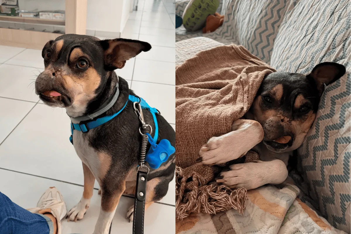 Cão resgatado contraria eutanásia e é adotado após cem dias internado Cão resgatado contraria eutanásia e é adotado após cem dias internado