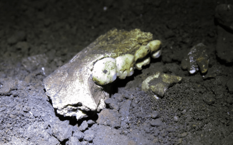 Fósseis mais controversos da evolução humana se tornam enigmáticos