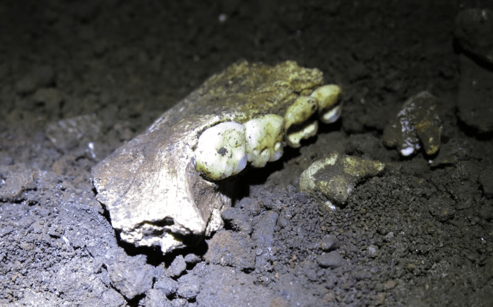 Fósseis mais controversos da evolução humana se tornam enigmáticos Fósseis mais controversos da evolução humana se tornam enigmáticos