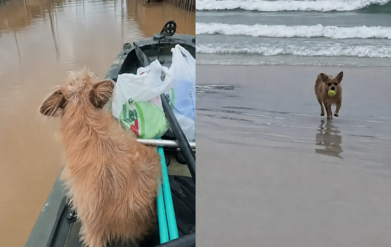 ‘Clareou’: cadelinha vai da alagação à praia em trend divertida
