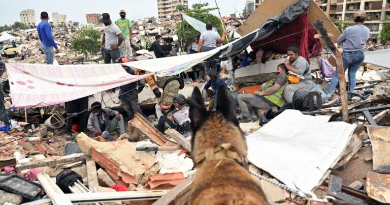 Equipe internacional de cães salva vidas após os terremotos na Venezuela