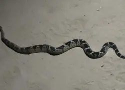 Uma das cobras mais perigosas da Amazônia é encontrada no Acre