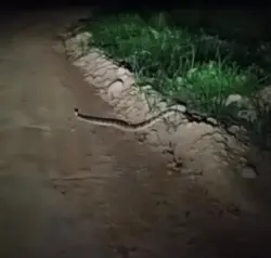 Morador registra cobra pico-de-jaca atravessando ramal em Sena Madureira