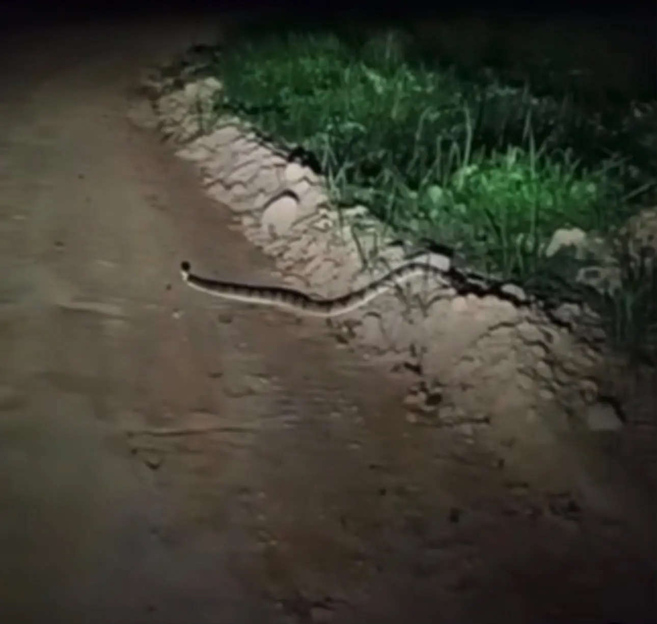 Vídeo mostra uma das cobras mais venenosas do Brasil cruzando estrada Vídeo mostra uma das cobras mais venenosas do Brasil cruzando estrada