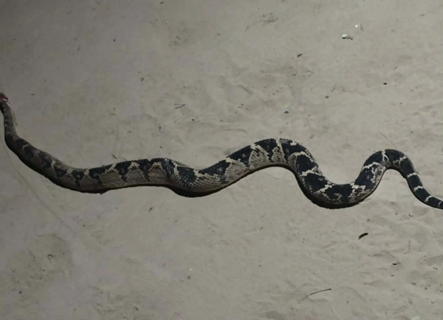 Uma das cobras mais perigosas da Amazônia é encontrada no Acre