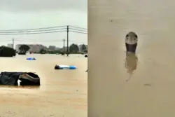 Cerca de 800 cobras escapam de criadouro e assustam moradores na China
