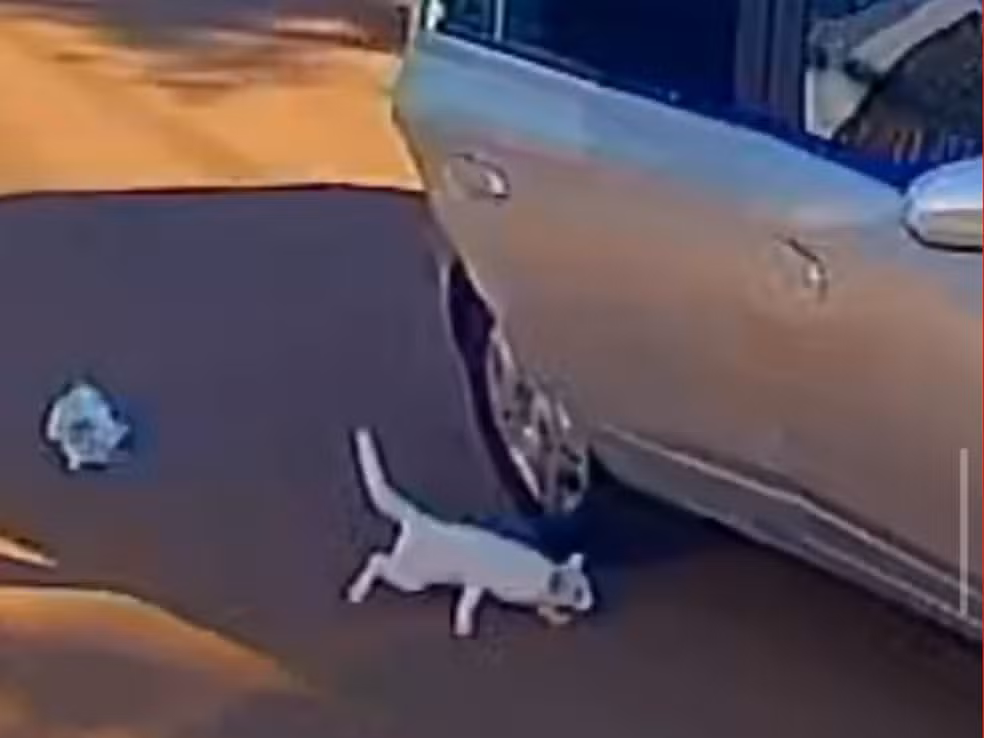 Mãe e filha presas por abandonar e matar gato atropelado são soltas após pagar R$ 3.242 de fiança