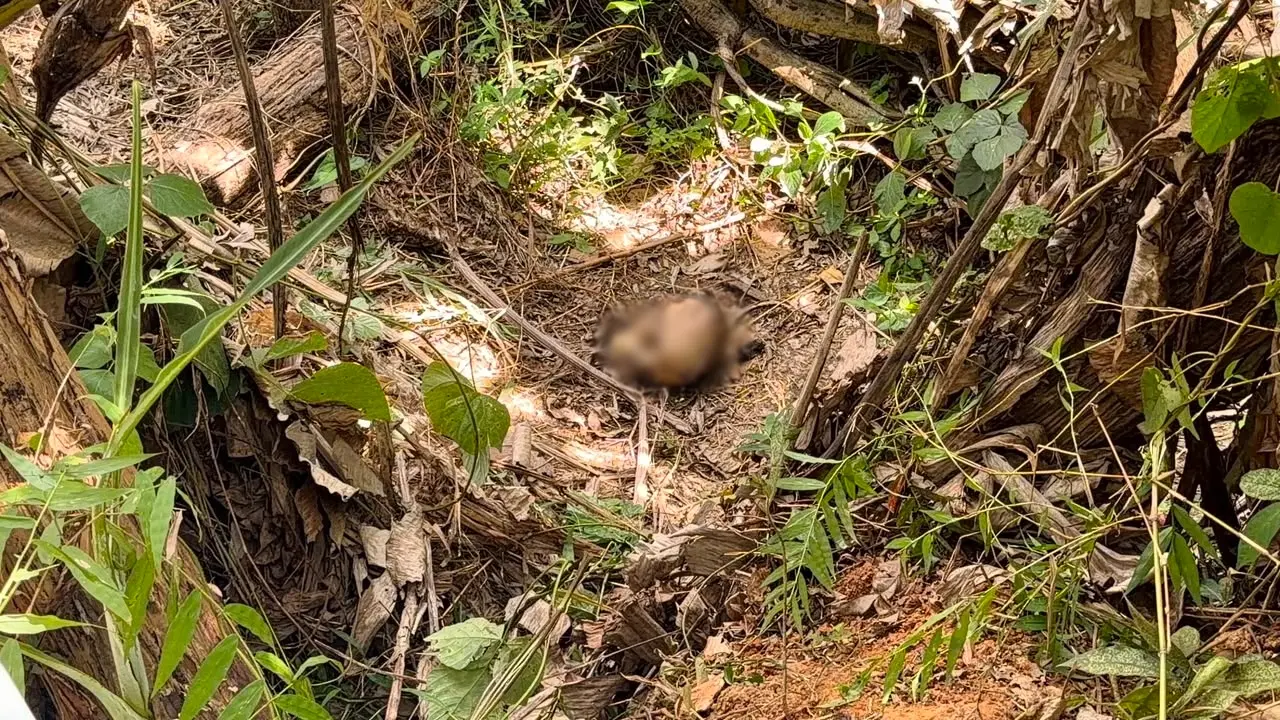 O crânio foi encontrada por uma moradora
