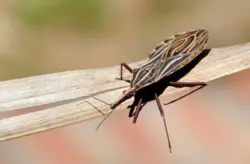 Anvisa aprova registro de novo medicamento para doença de Chagas em crianças