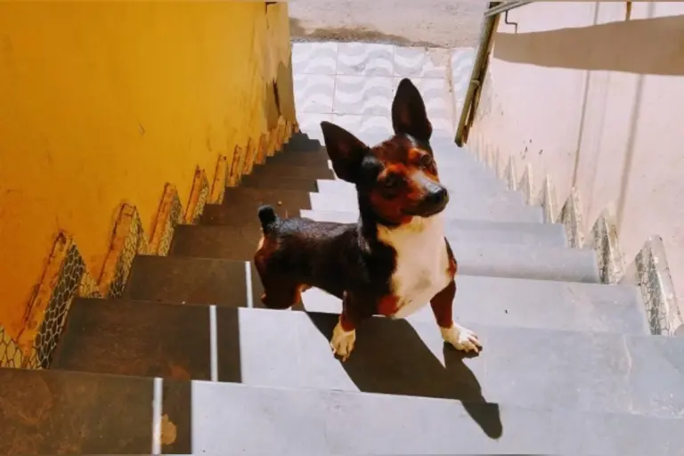 Homem vira réu e tem prisão decretada após matar cão com chute