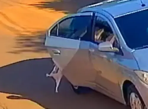 Mulher que abandonou gato no Acre é detida pela Polícia Civil