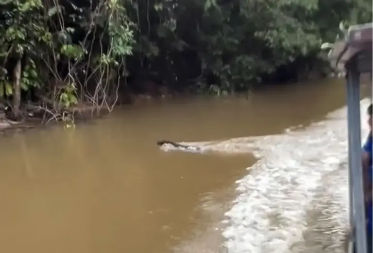 turistas gravam gato-maracajá atravessando rio a nado na floresta