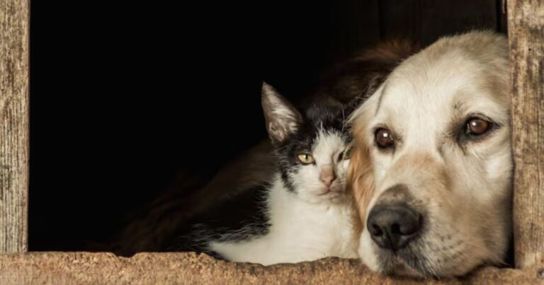 Cachorro ou gato? Saiba o que levar em conta na hora de ter um pet