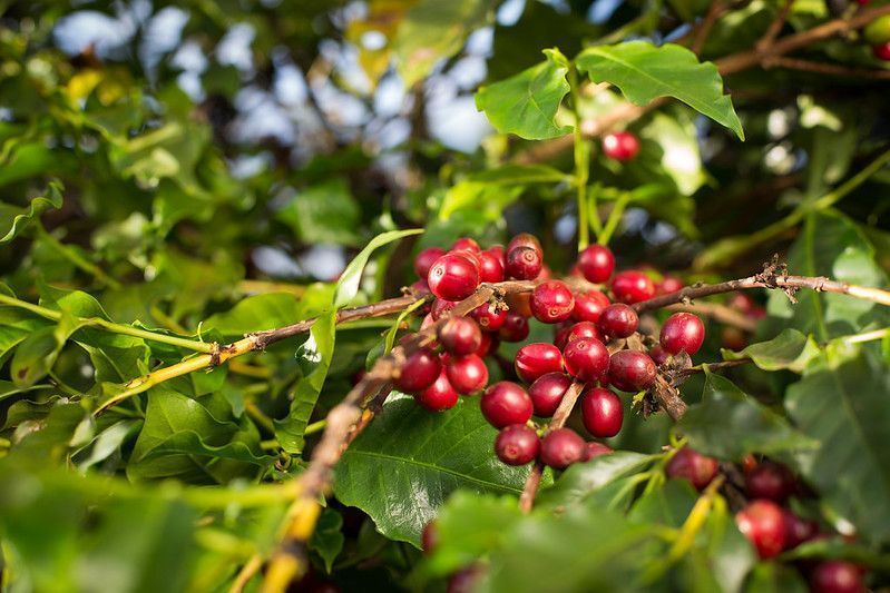 Café arábica recua 9,24% em Nova York com realização de lucros Café arábica recua 9,24% em Nova York com realização de lucros