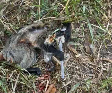 Médico reanima macaquinho após parada cardiorrespiratória no Acre
