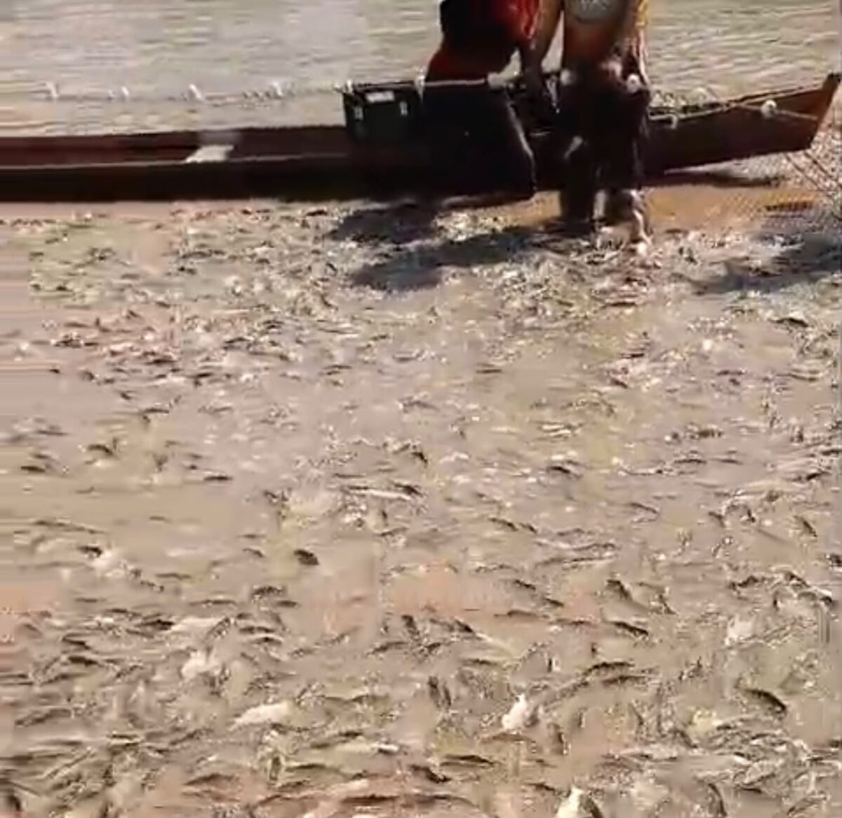 Vídeo mostra captura de centenas de mandis durante piracema