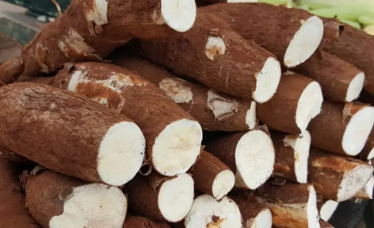El Niño pode afetar oferta de mandioca e pressionar produtores e indústrias