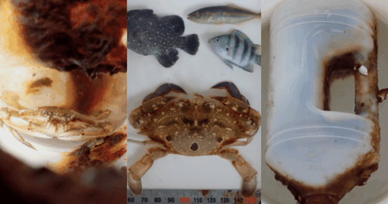 Caranguejo cresce meses dentro de garrafa à deriva no mar e é achado vivo