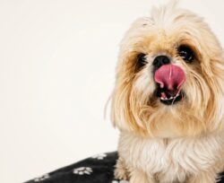 Família procura cachorrinha desaparecida e oferece recompensa; saiba mais