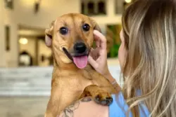 Produtos de limpeza comuns podem intoxicar cães e gatos; veja quais evitar