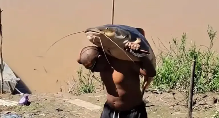 Pescador carrega pirarara gigante nas costas em barranco do Rio Madeira
