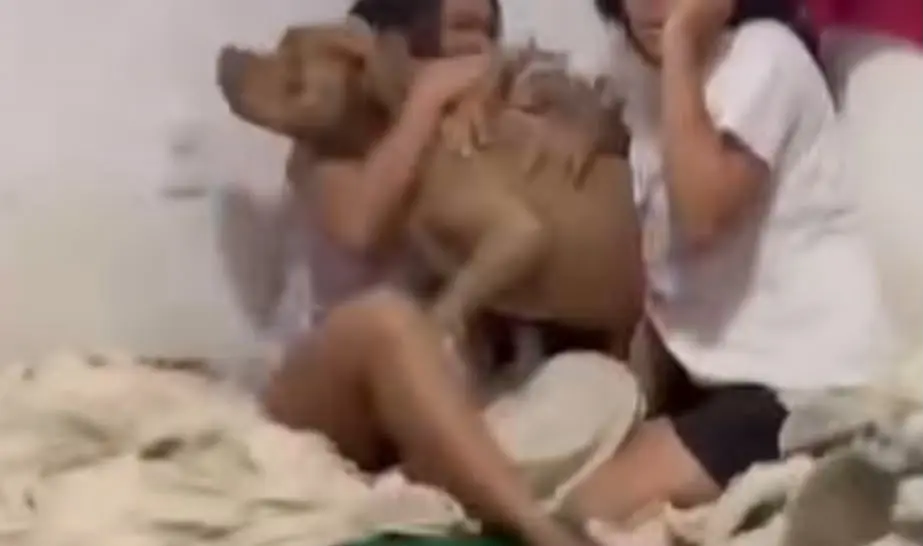 Homens armados invadem casa em busca de rival e matam cachorro