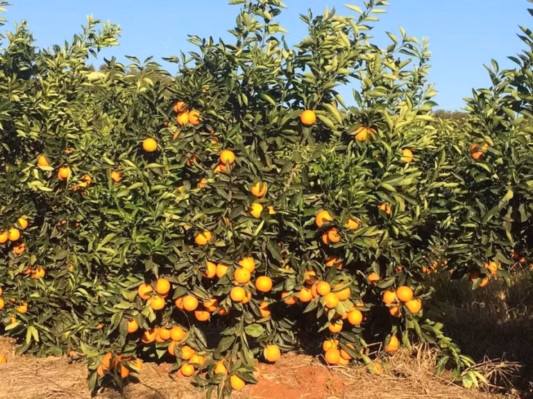 El Niño mais forte pode impactar soja, milho, café e laranja no Brasil