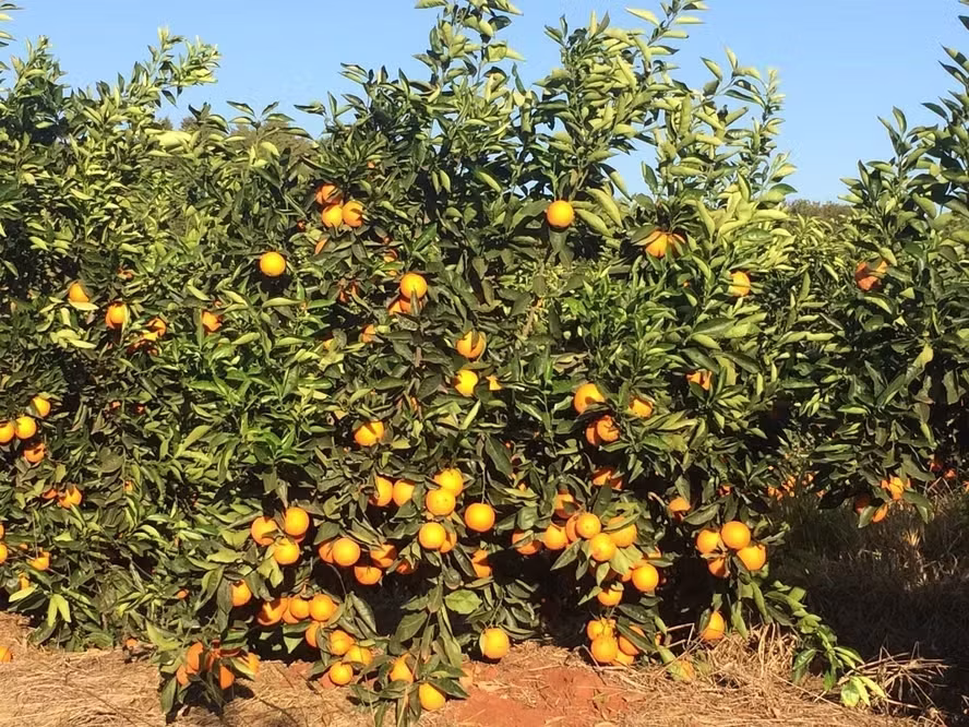 El Niño mais forte pode impactar soja, milho, café e laranja no Brasil El Niño mais forte pode impactar soja, milho, café e laranja no Brasil