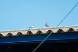 Prefeitura faz alerta sobre doença ligada às fezes de pombos; saiba como se proteger