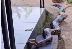 Sucuri gigante invade varanda de residência e assusta morador; veja
