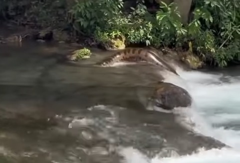 Turistas registram sucuri gigante cruzando rio e vídeo impressiona nas redes